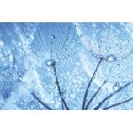 DIMEX ART Флизелинов фототапет глухарче отблизо 375 x 250 см