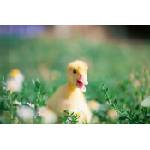 DIMEX ART Флизелинов фототапет жълто пате 375 x 250 см