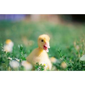 DIMEX ART Флизелинов фототапет жълто пате 375 x 250 см