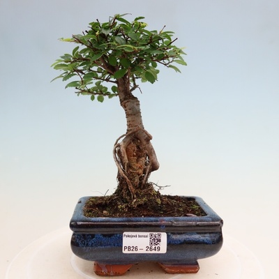 e-bonsai Pokojová bonsai - Ulmus parvifolia - Malolistý jilm