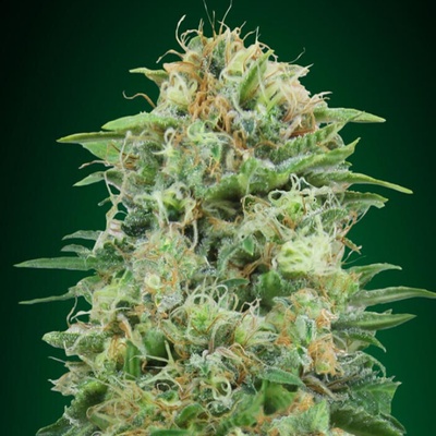 00 Seeds Bank White Widow CBD semienka neobsahujú THC 100 ks