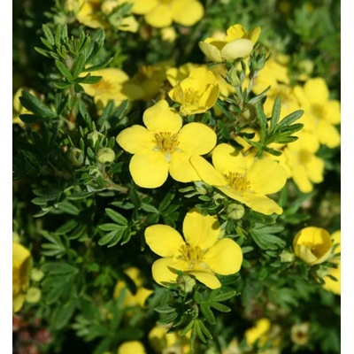 Potentilla frut. 'Annette' 20-30 C1,4L žlutá