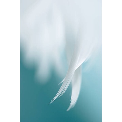 Plakát, Obraz - Angel's wings, Helen Yin, 26.7 × 40 cm