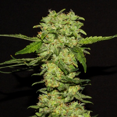 R-Kiem Seeds Portela semienka neobsahujú THC 10 ks