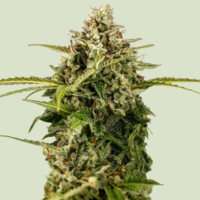 Royal Queen Seeds Apollo F1 Auto semienka neobsahujú THC 25 ks