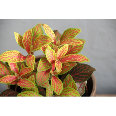 Fittonia Mosaic Skeleton baby