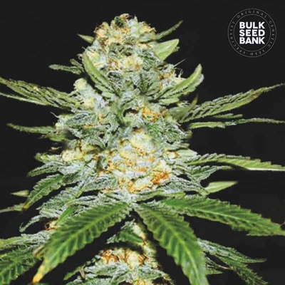 Bulk Seed Bank Auto Perfect Power Plant semienka neobsahujú THC 100 ks