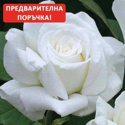 Dorieux® Роза Annapurna®