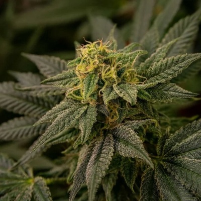 Highbreed Seeds Brick Banana Blocks semienka neobsahujú THC 12 ks