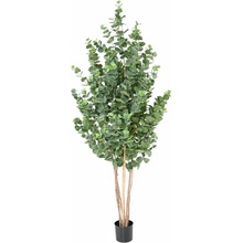 EUCALYPTUS GUNNII BUSH, 190cm