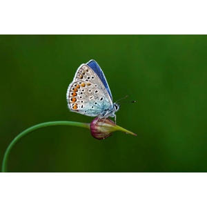 DIMEX ART Флизелинов фототапет пеперуда на пъпка 375 x 250 см
