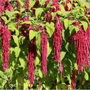 Láskavec chvostový - Amaranthus caudatus - semená - 300 ks