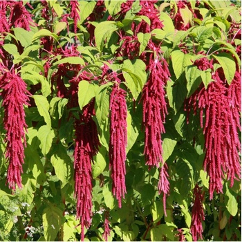 Láskavec chvostový - Amaranthus caudatus - semená - 300 ks