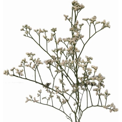 Statice WHITE NETO 80 cm / 40 g