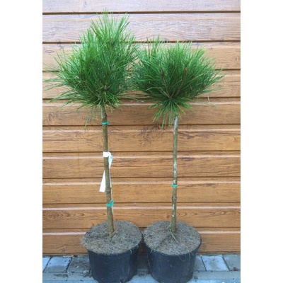 Borovica hustokvetá (Pinus densiflora ‘Heavy Bud’) veľkosť 70-80cm