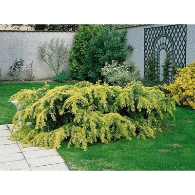 Céder himalájsky Golden Horizon, výška 30-40 cm, kvetináč 5 l