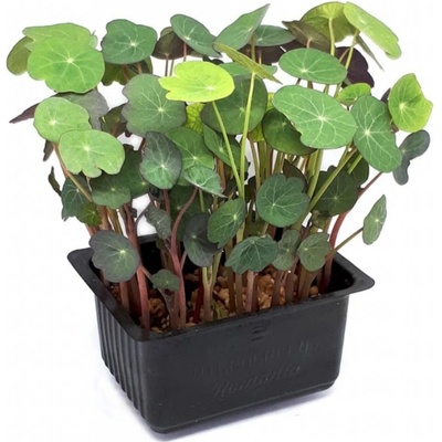 Microgreens Lichořeřišnice nízká na microgreens 50 g