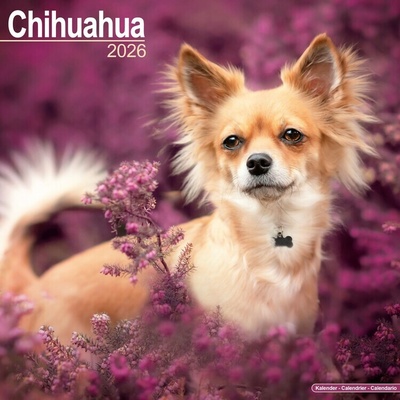 Chihuahua, 30,5 x 30,5 30,5 x 61 cm 2026