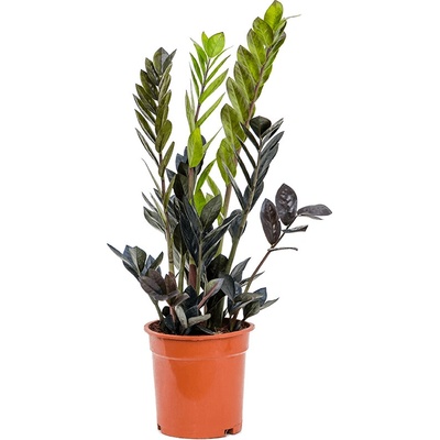 Zamioculcas zamiifolia raven 17x65 cm