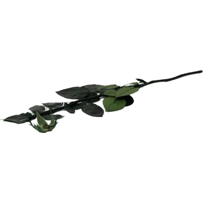 Stabilizovaný stonek a kalich růže Velikost: stonka 30 cm