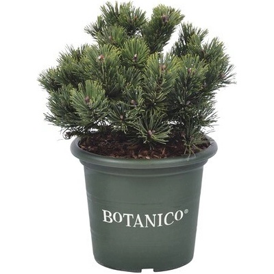 Borovica horská Pinus mugo 'Sherwood Compact' 20-25 cm kvetináč 3,7 l