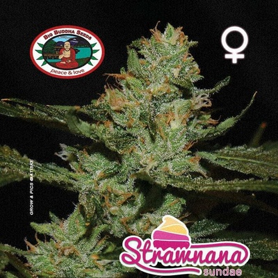 Big Buddha Seeds Strawnana Sundae semena neobsahují THC 5 ks