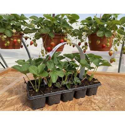 Jahodník 'Mara des Bois' 10 ks v platu zakořeněné převislý