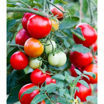 Paradajka balkónová Balkonstar - Solanum lycopersicum - semená paradajok - 10 ks
