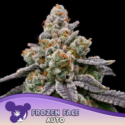 Anesia Seeds Frozen Face semena neobsahují THC 5 ks