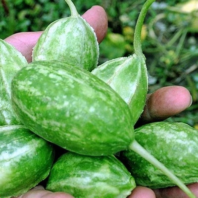 Okurka Liso Calcuta - Cucumis anguria - semena okurky - 12 ks
