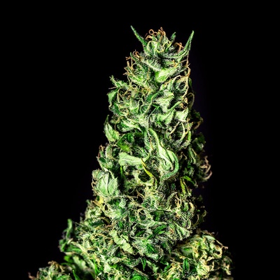 KANNABIA SEEDS Moby Dick semienka neobsahujú THC 100 ks
