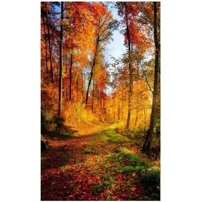 DIMEX MS-2-0065 Vliesová fototapeta na zeď Prechádzka lesom, rozmery 150 x 250 cm