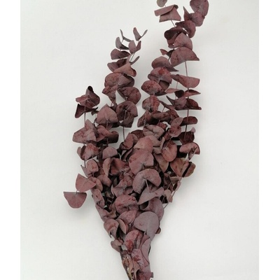 Florservice Eucalyptus cinerea preparovaný bordový 100 g