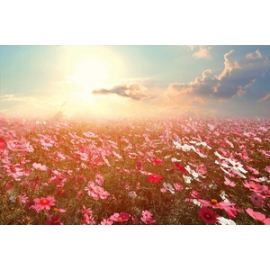 DIMEX ART Флизелинов фототапет природен пейзаж 375 x 250 см