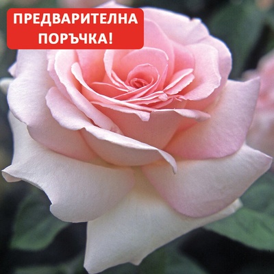 Meilland® Роза Prince Jardinier® ( Schloss Ippenburg)