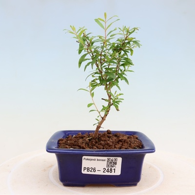 e-bonsai Pokojová bonsai-PUNICA granatum nana-Granátové jablko