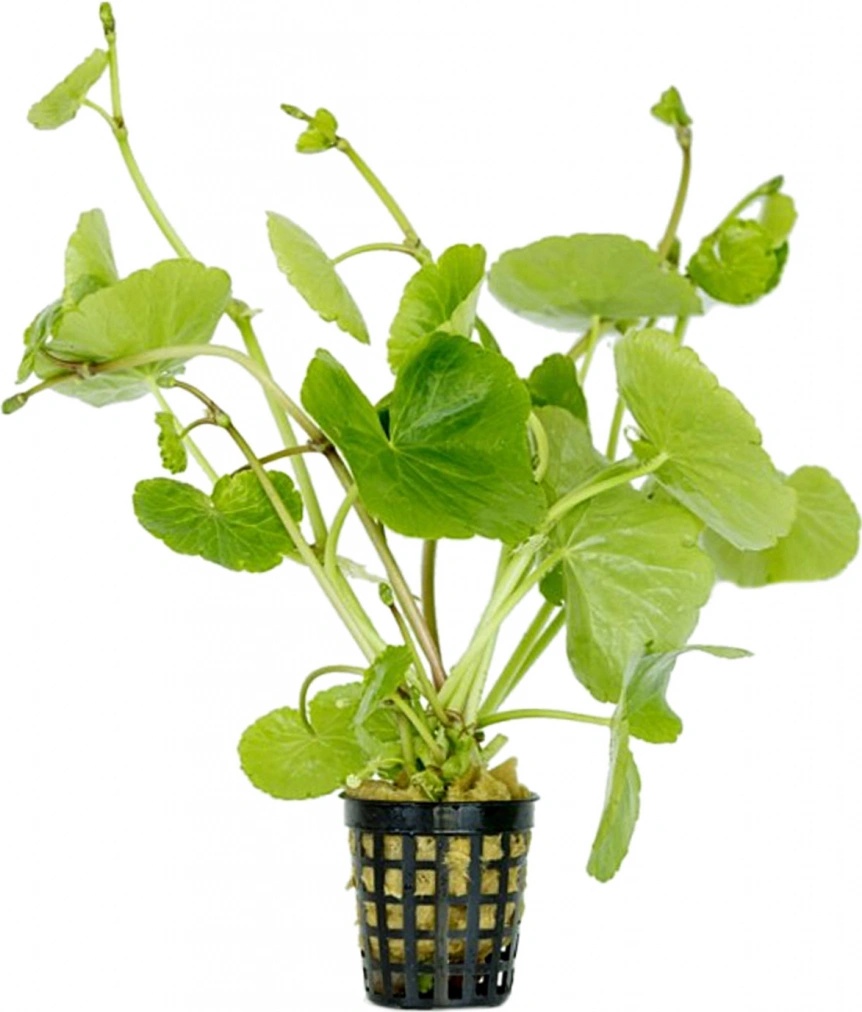 Hydrocotyle leucocephala