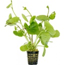 Hydrocotyle leucocephala