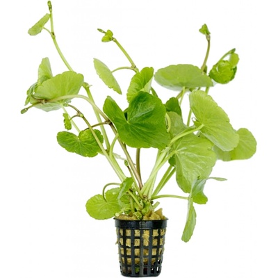 Hydrocotyle leucocephala