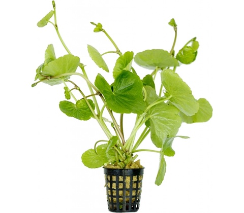 Hydrocotyle leucocephala