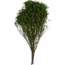Broom Fleuri