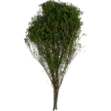 Broom Fleuri