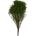 Broom Fleuri