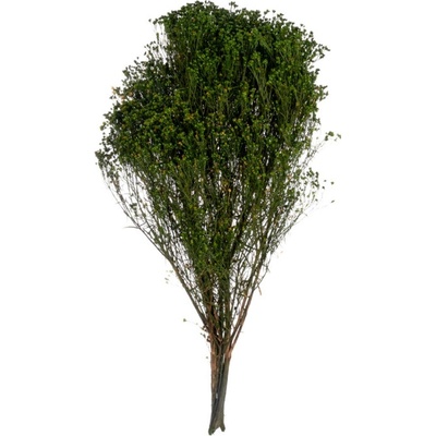 Broom Fleuri