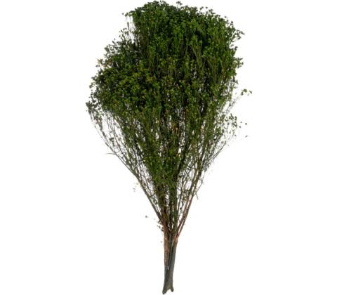 Broom Fleuri