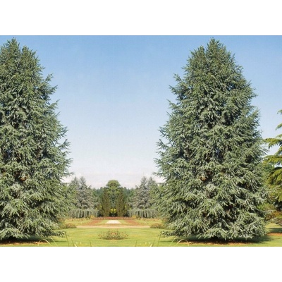 Céder libanonský Fastigiata 180-200 cm rozvetvený, kont. 35 l
