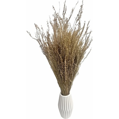 Sušená travina Star Grass přírodní 60cm, svazek 90g-95g
