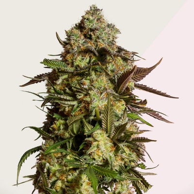 Kera Seeds Amnesia Mac Ganja semienka neobsahujú THC 10 ks
