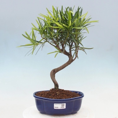 e-bonsai Pokojová bonsai - Podocarpus - Kamenný tis