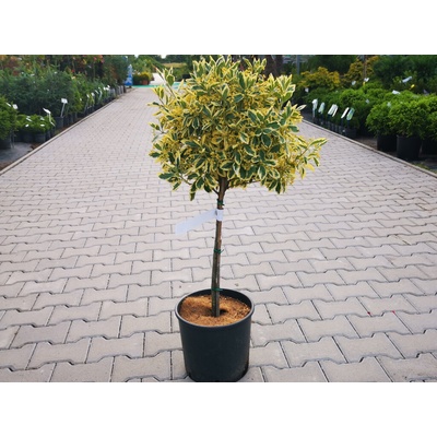 Bršlen japonský Bravo na 30-40 cm kmienku, výška 60-80 cm, kvetináč 7 l